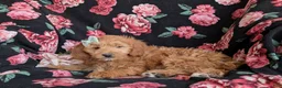 Mini Goldendoodle dogs for sale: Belinda Hypoallergenic - Ad 4