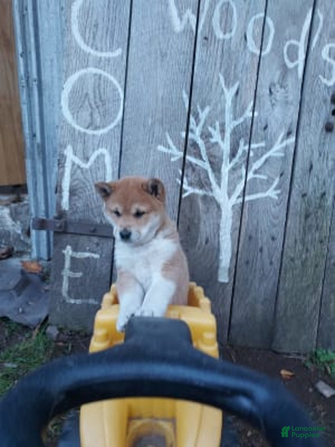 Gallery Image {{count}}