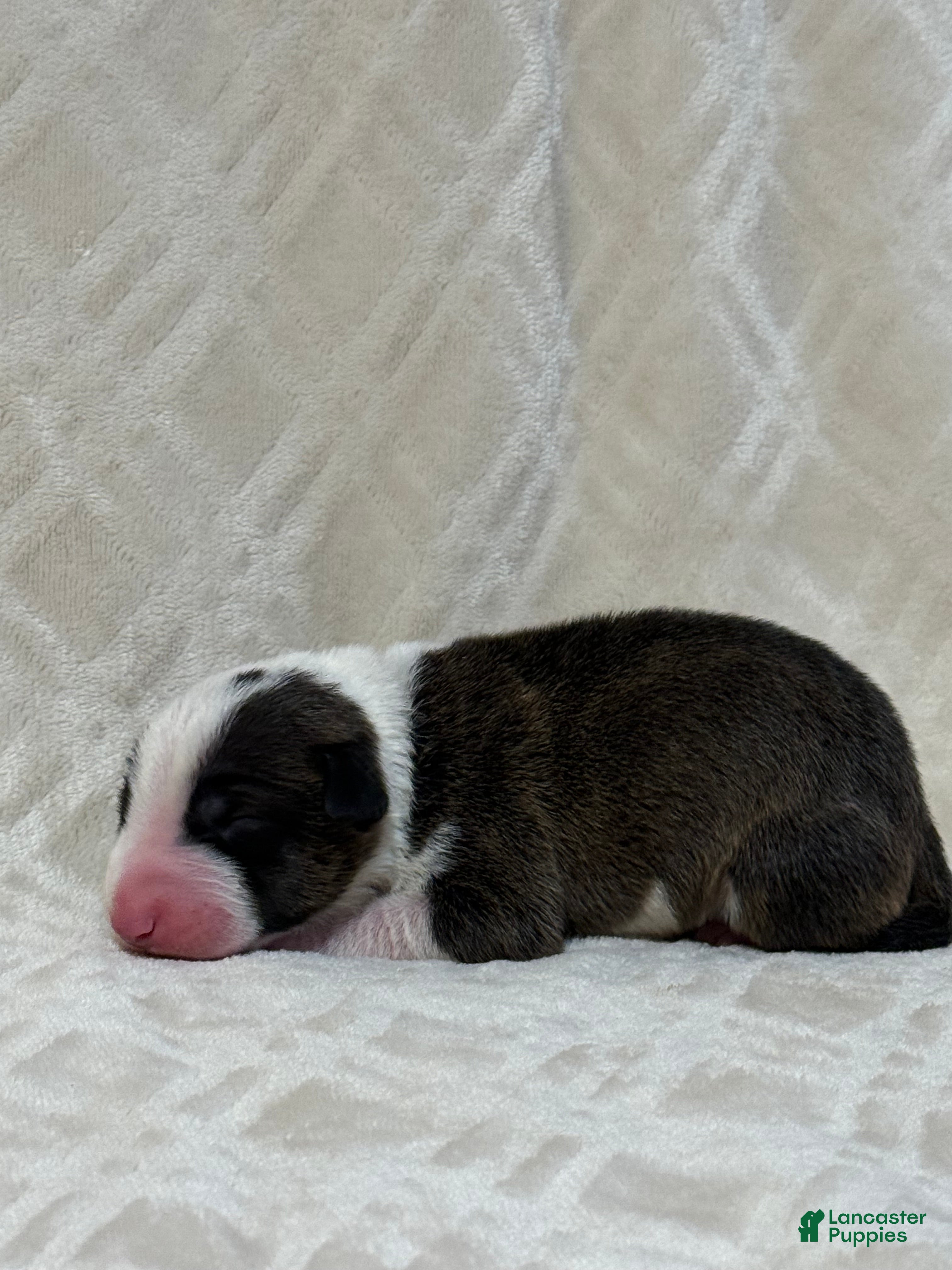 Bull Terrier dogs for sale: BOY 1 - Ad 2