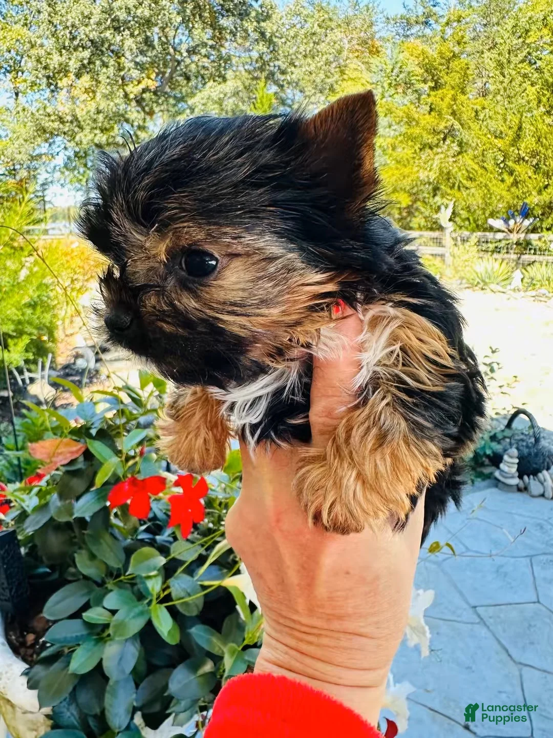 Yorkshire Terrier dogs for sale: Ace - Ad 1