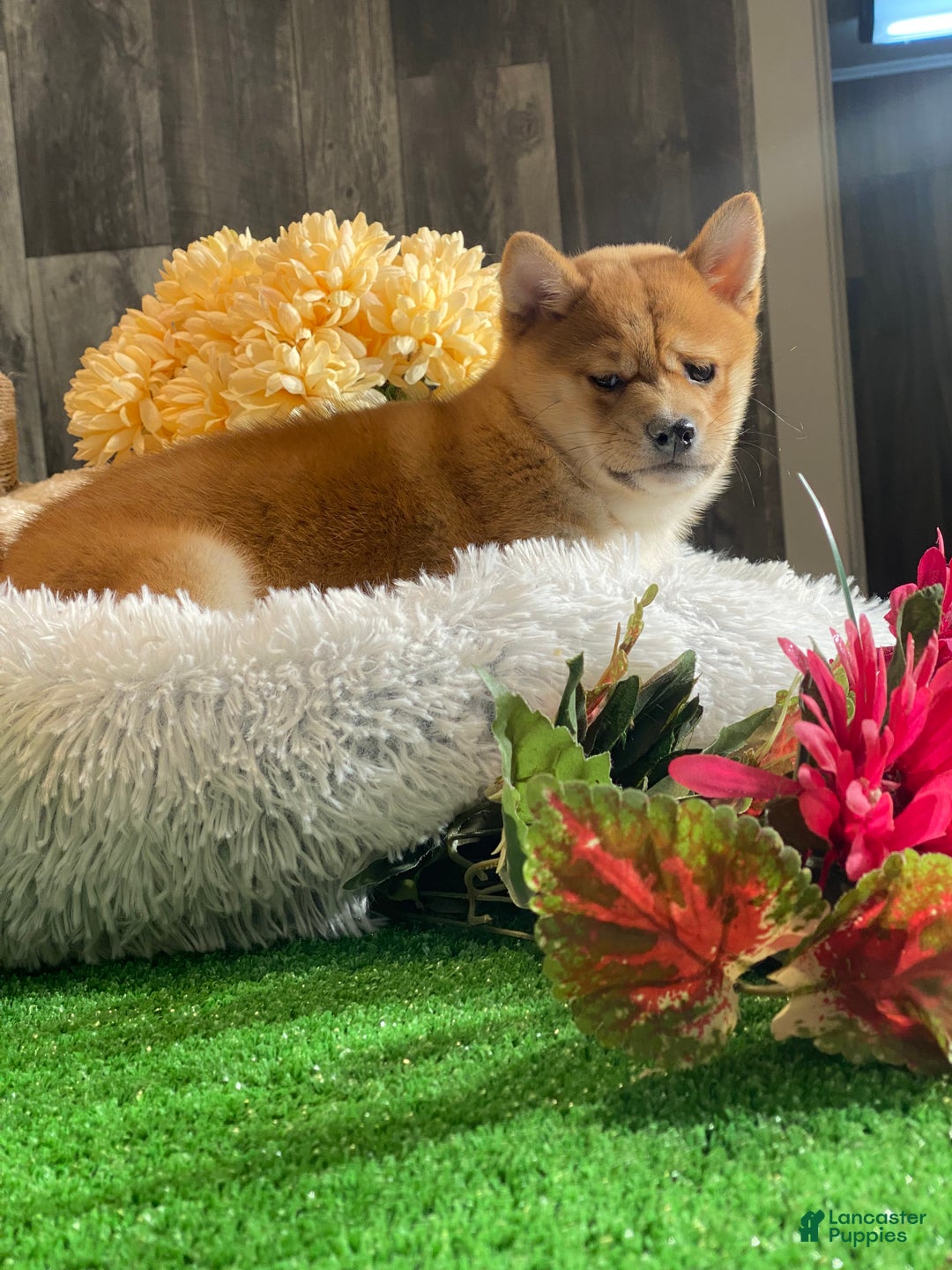 Shiba Inu dogs for sale: Isabella  - Ad 3