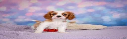 Cavalier King Charles Spaniel dogs for sale: Alex - Ad 8