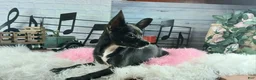 Chihuahua dogs for sale: Black girl NATIONWIDE DELIVERY  - Ad 2