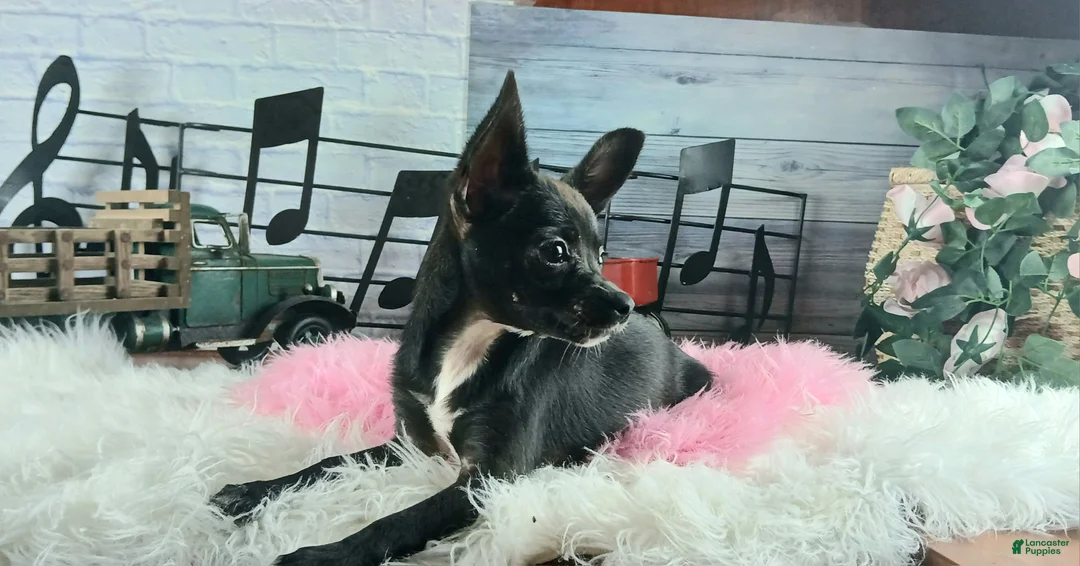 Chihuahua dogs for sale: Black girl NATIONWIDE DELIVERY  - Ad 2
