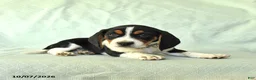 Beagle dogs for sale: York - Ad 4