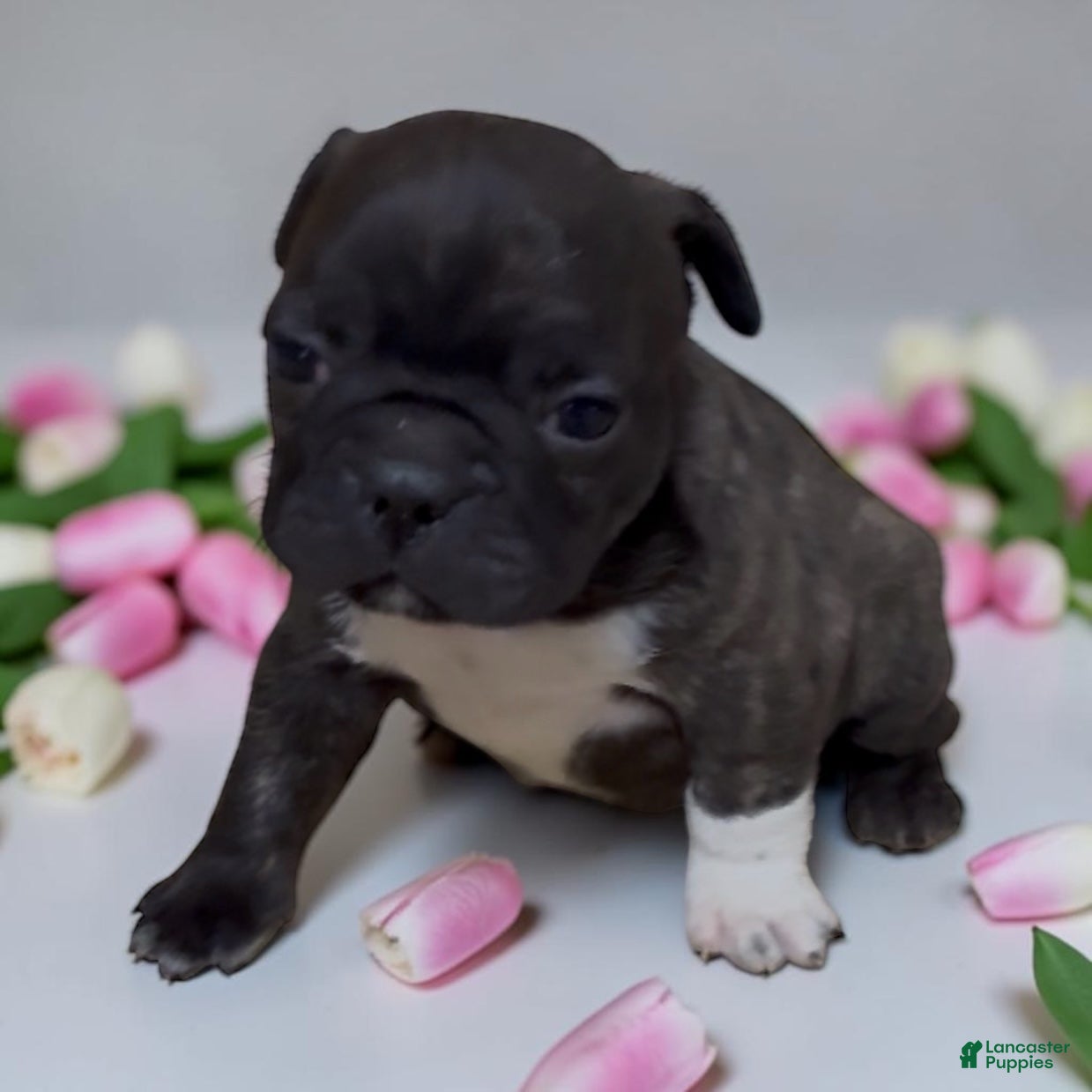 Frenchton dogs Peanut - Ad 28