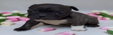 Peanut