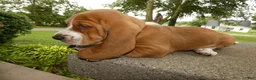 Basset Hound dogs for sale: Basset Hound 2 Buford - Ad 3
