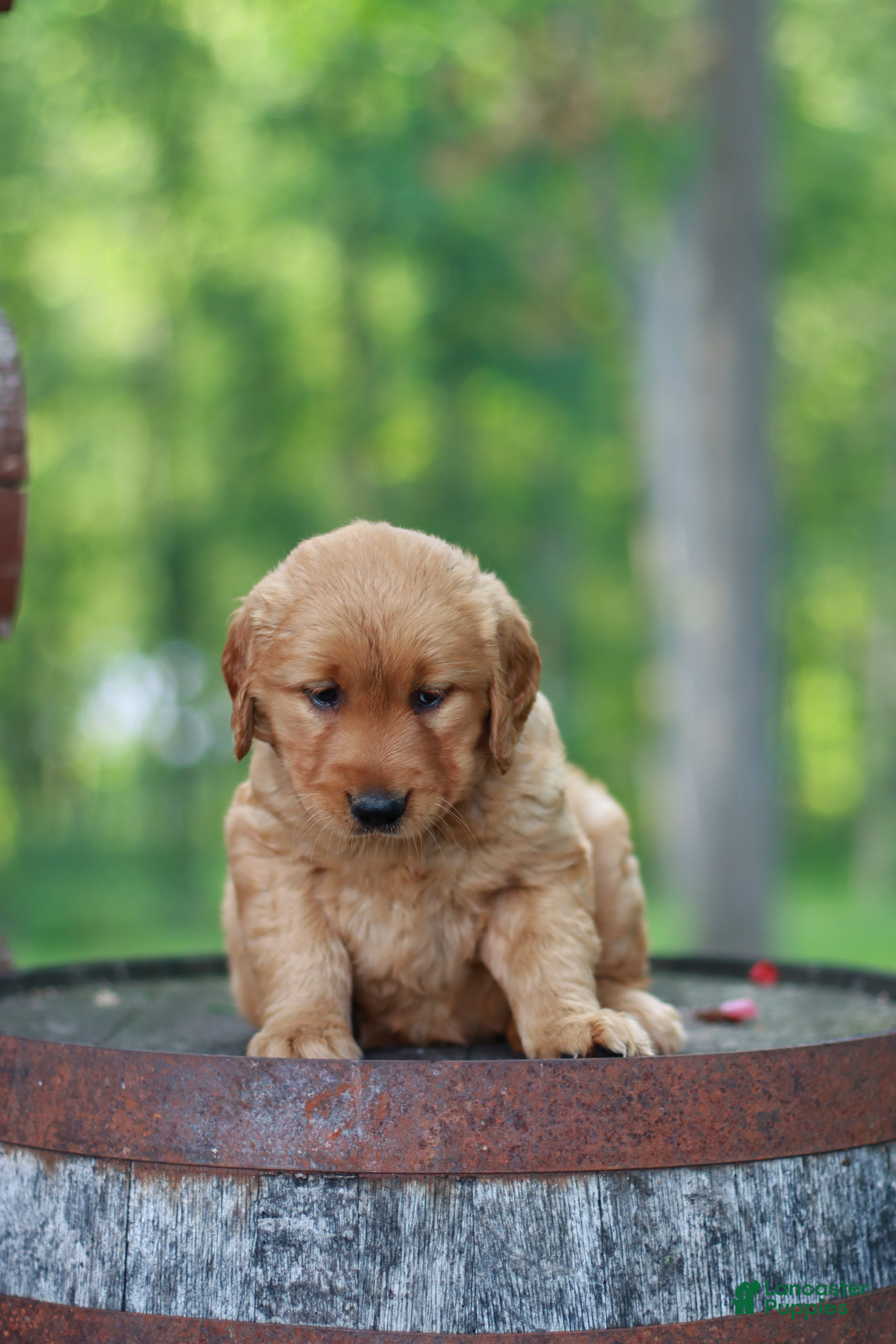 Golden Retriever dogs Blossom - Ad 2