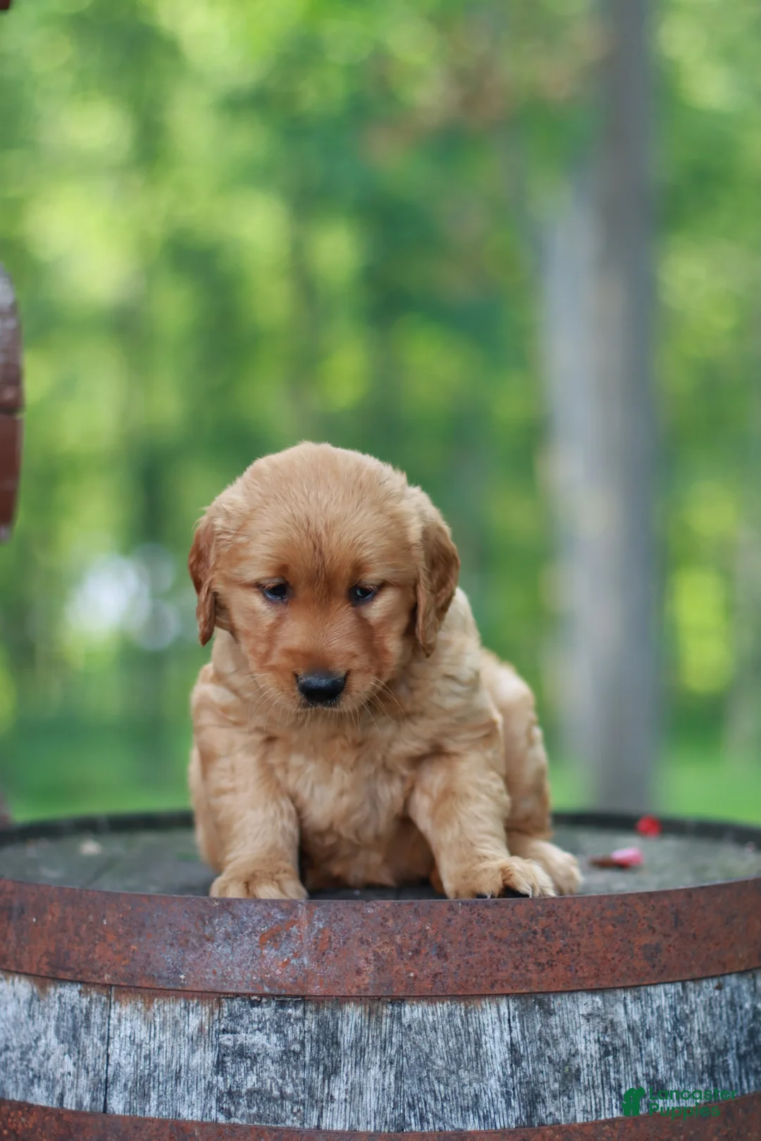 Golden Retriever dogs for sale: Blossom - Ad 2
