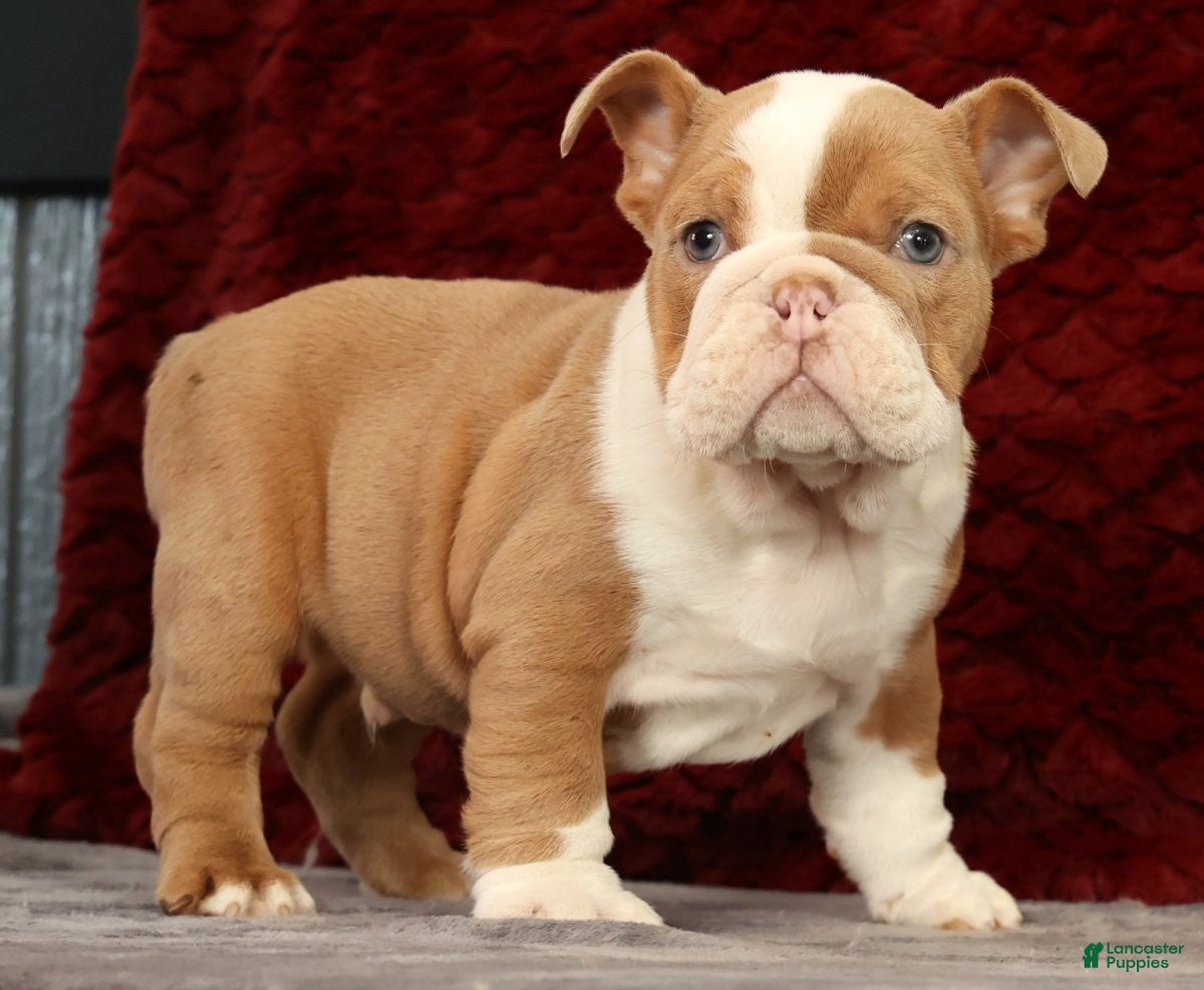 English Bulldog dogs for sale: English Bulldog Puppy 2 - Ad 1