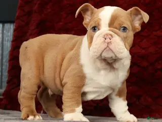 English Bulldog dogs for sale: Gunner - Ad 3