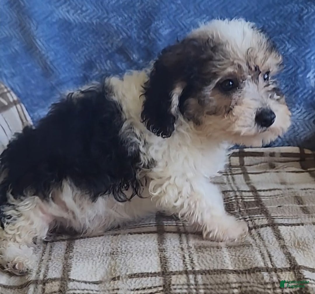 Mixed Breed dogs for sale: Max - Ad 12
