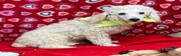 Toy Poodle dogs for sale: Onan - Ad 1