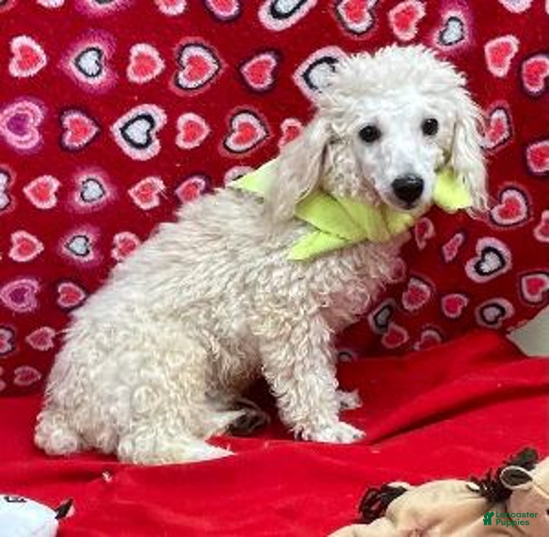 Toy Poodle dogs for sale: Onan - Ad 1