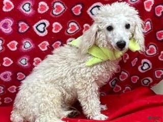 Toy Poodle dogs Onan - Ad 20