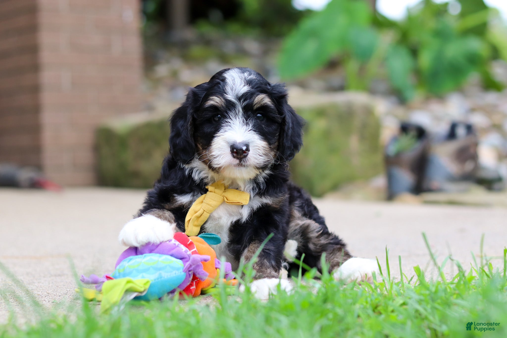 Mini Bernedoodle dogs Dr. Pepper - Ad 2