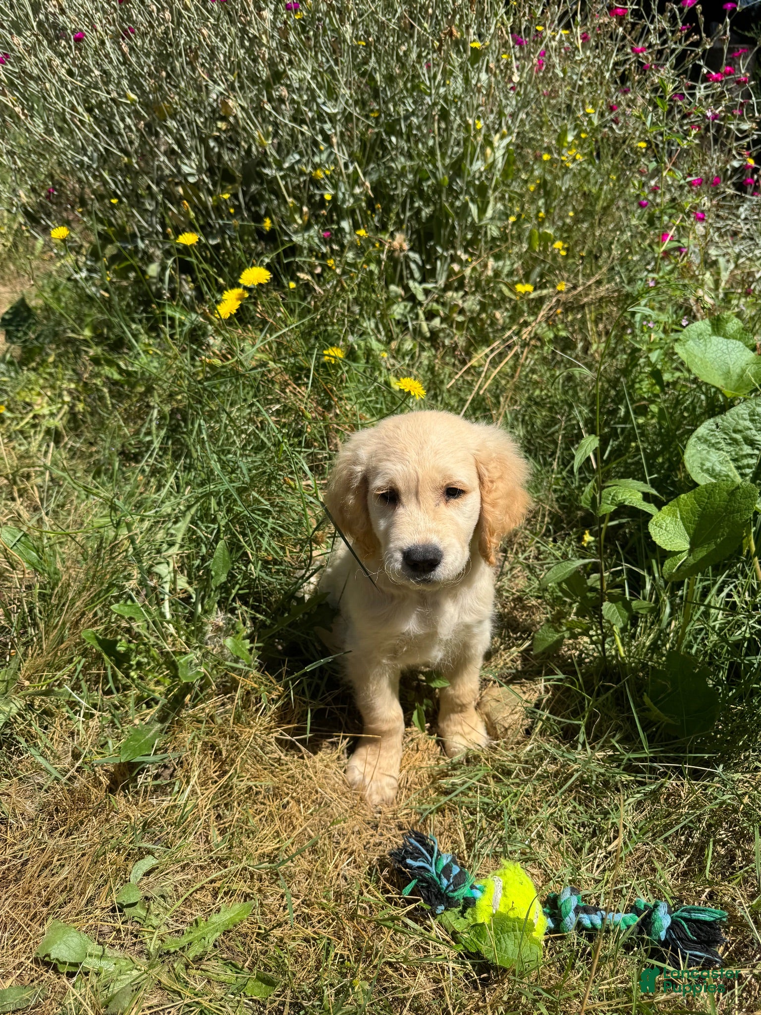 Golden Retriever dogs Golden Retriever 1 - Ad 1