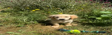 Golden Retriever 1