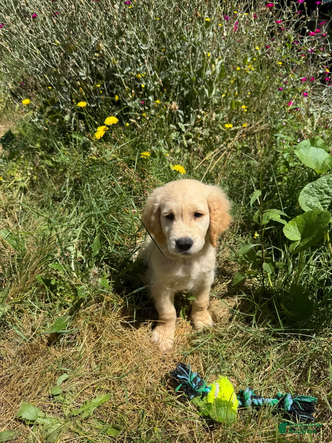 Golden Retriever dogs for sale: Golden Retriever 1 - Ad 1