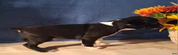 Boston Terrier dogs for sale: Elliott - Ad 2