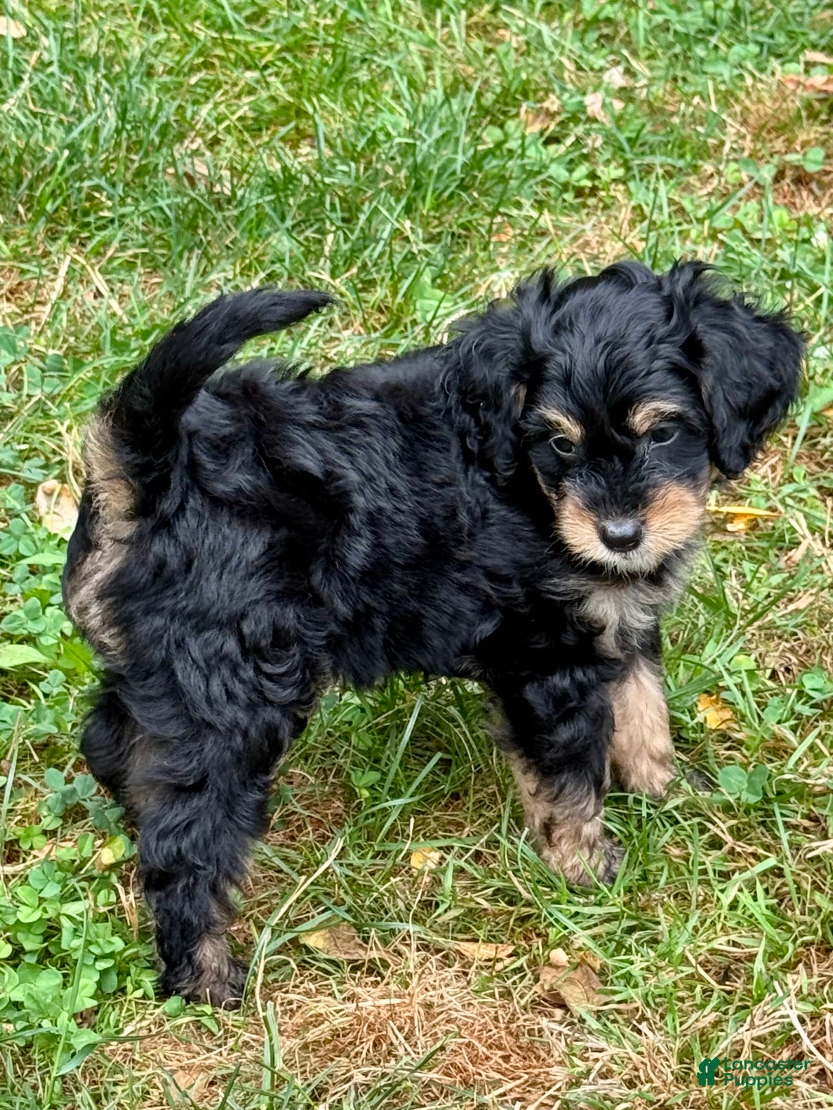 Mini Bernedoodle dogs Finnick - Ad 1