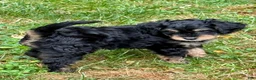 Mini Bernedoodle dogs for sale: Finnick - Ad 1