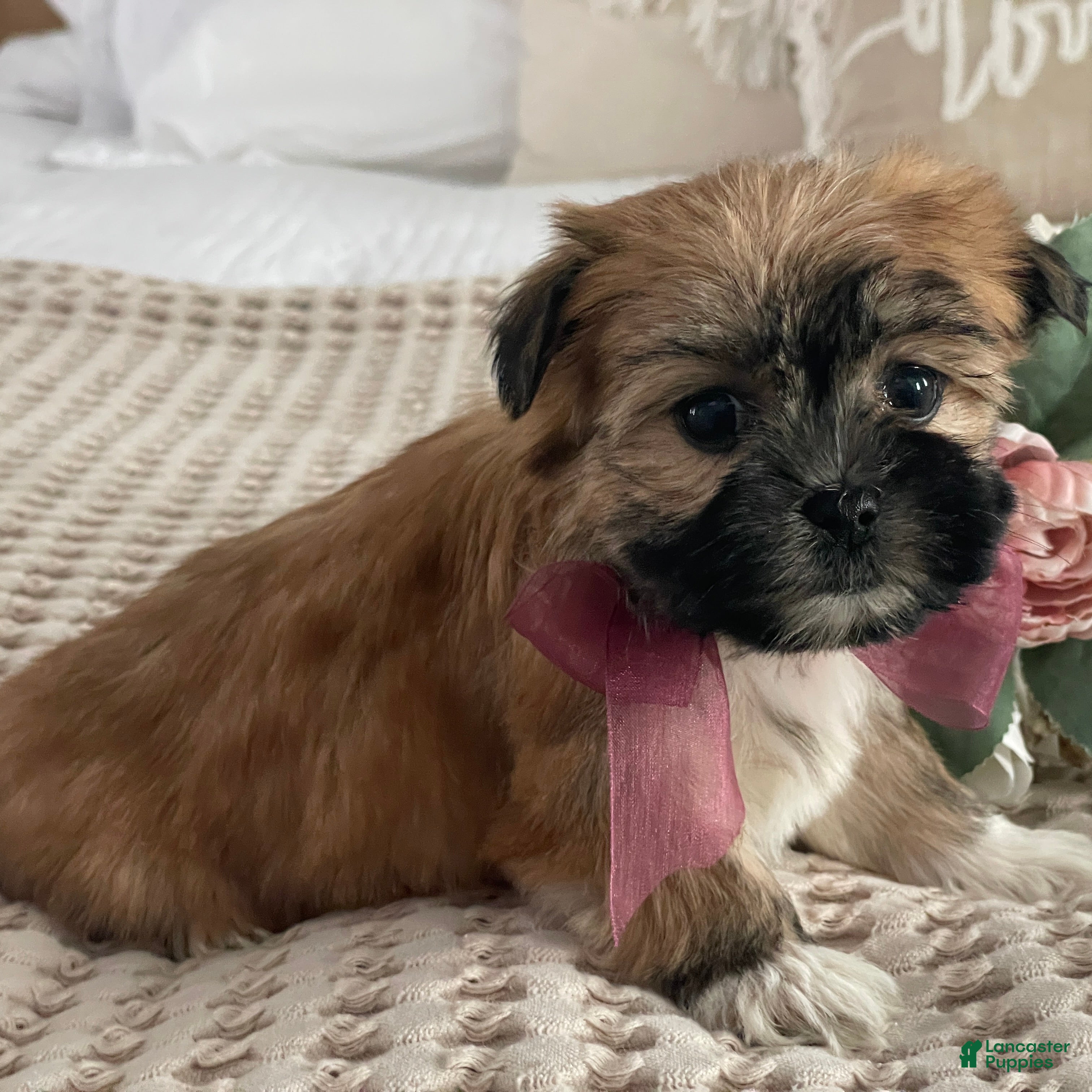 Morkie dogs Nutella - Ad 2