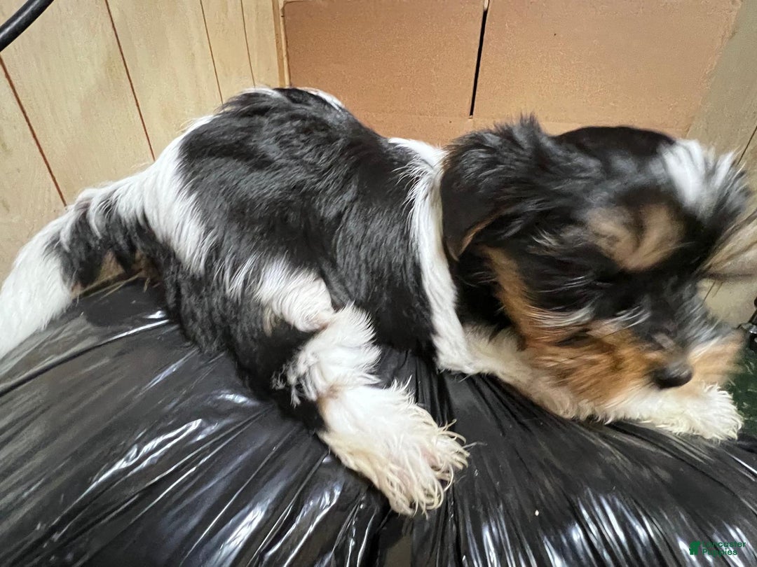 Biewer Terrier dogs for sale: Puppy - Ad 5