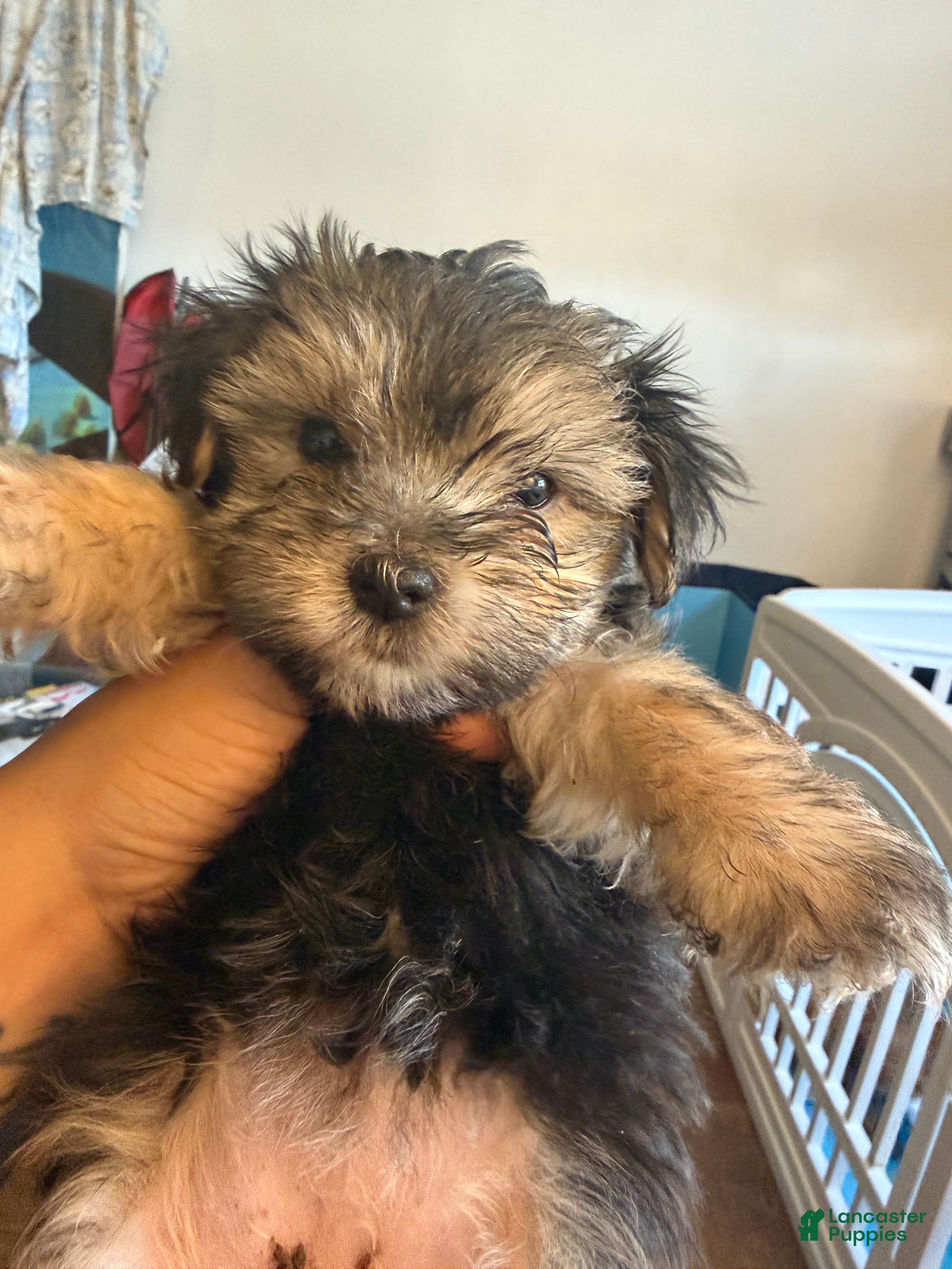 Morkie dogs Morkie 4 - Ad 34