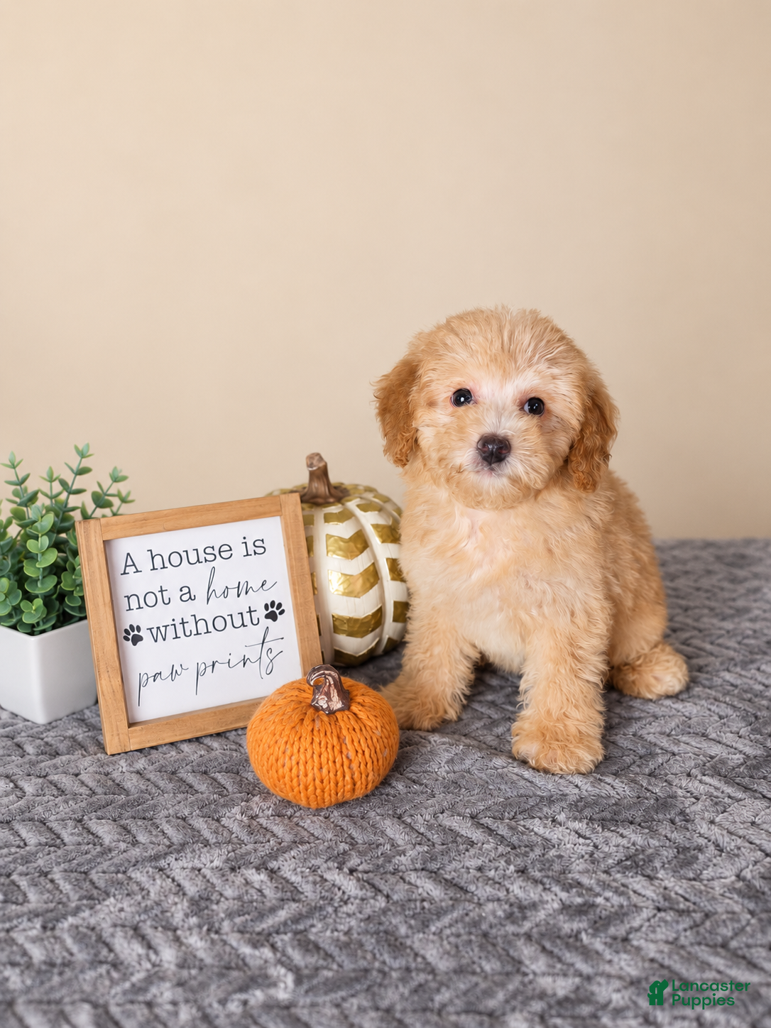 Mini Goldendoodle dogs Ziti - Ad 6