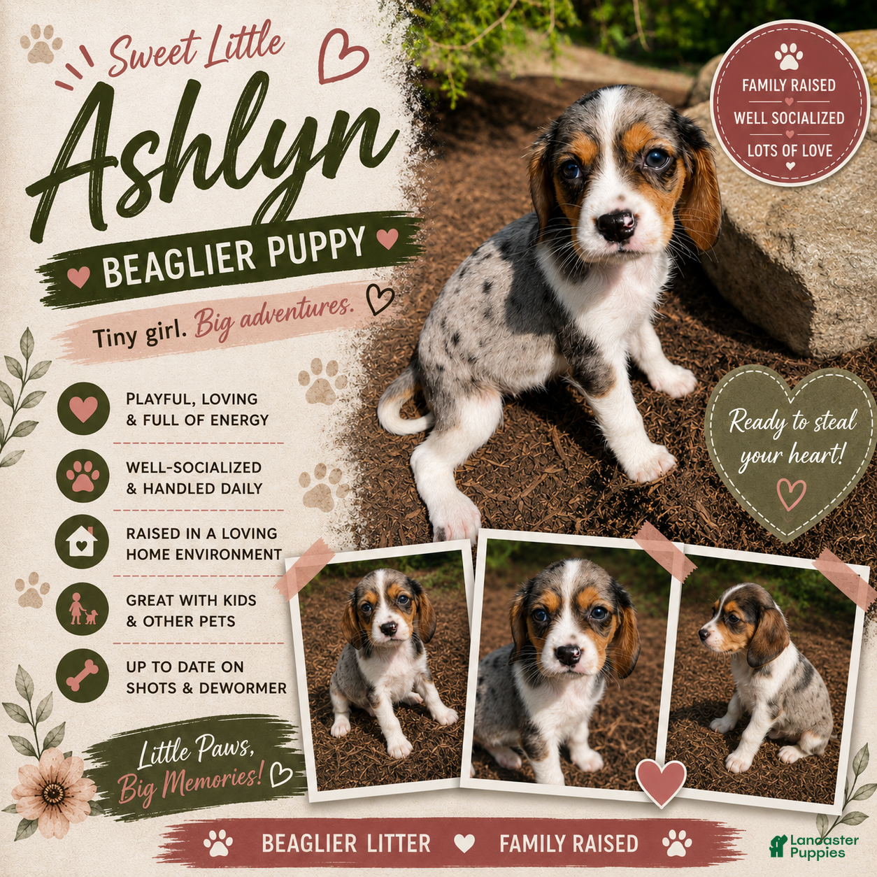 Beaglier dogs Ashlyn - Ad 1