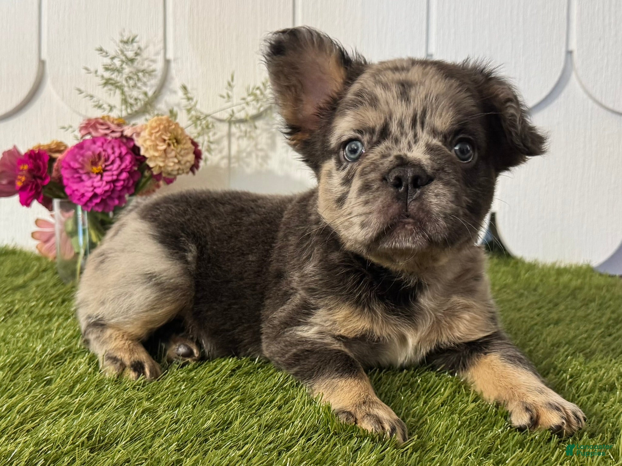 French Bulldog dogs Girlie - Ad 1