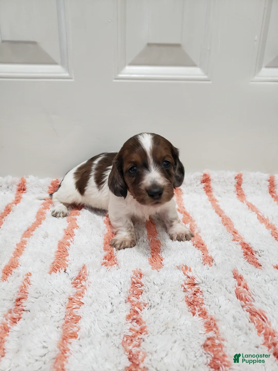Miniature Dachshund dogs for sale: Rob - Ad 1