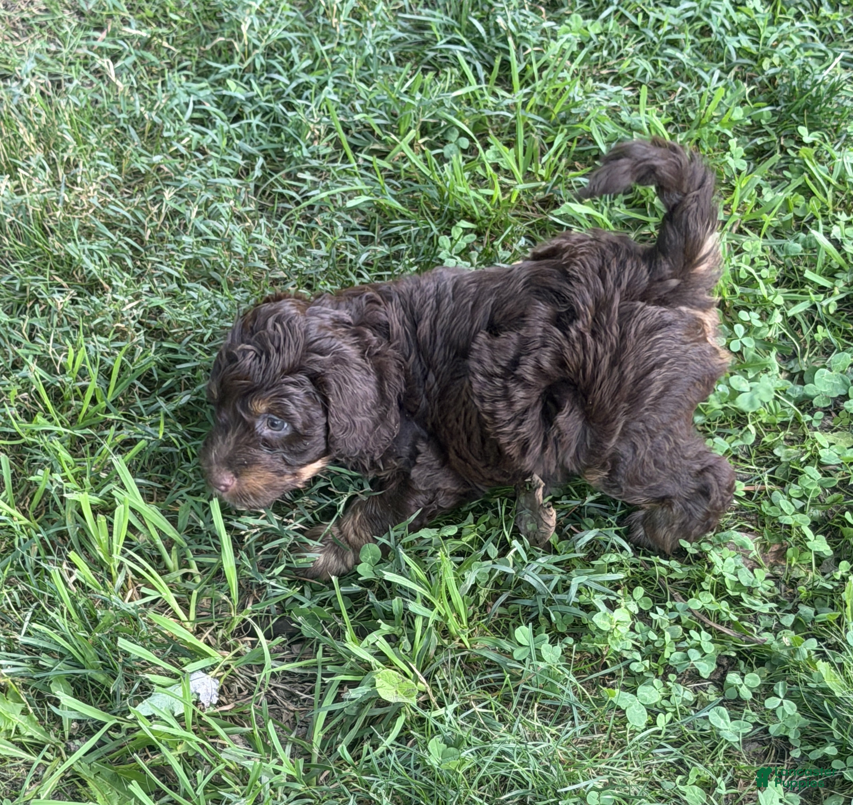 Aussiedoodle dogs Devins - Ad 2