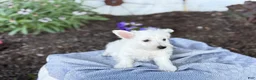 West Highland Terrier dogs for sale: Bentley - Ad 4