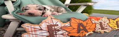 Otis 