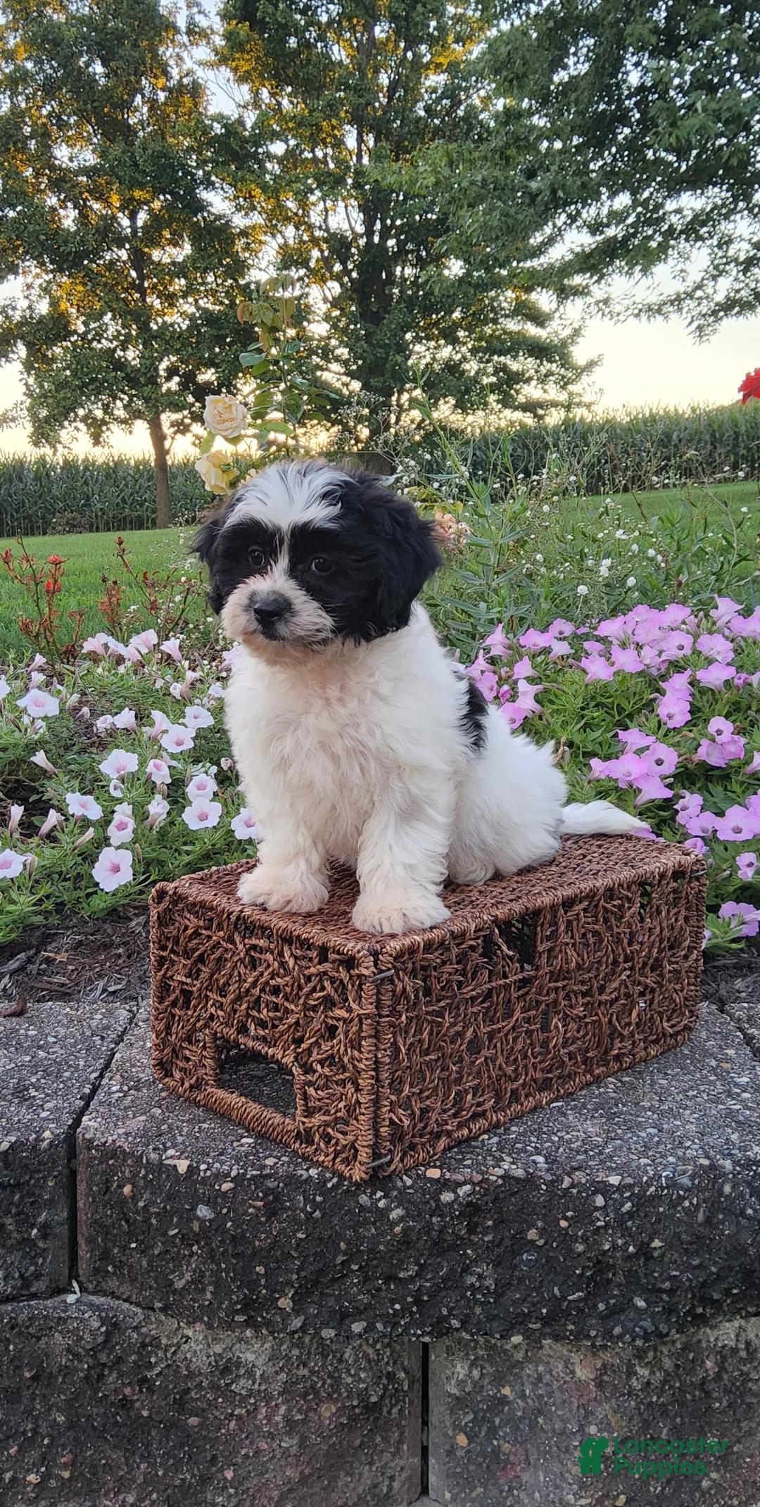 Teddy Bear dogs for sale: Dakota - Ad 1