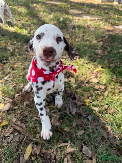 Dalmatian dogs for sale: Male 4 - Ad 1