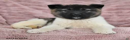Akita dogs for sale: Flash - Ad 4