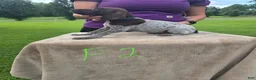 German Shorthaired Pointer dogs for sale: German Shorthaired Pointer 5 - Ad 2