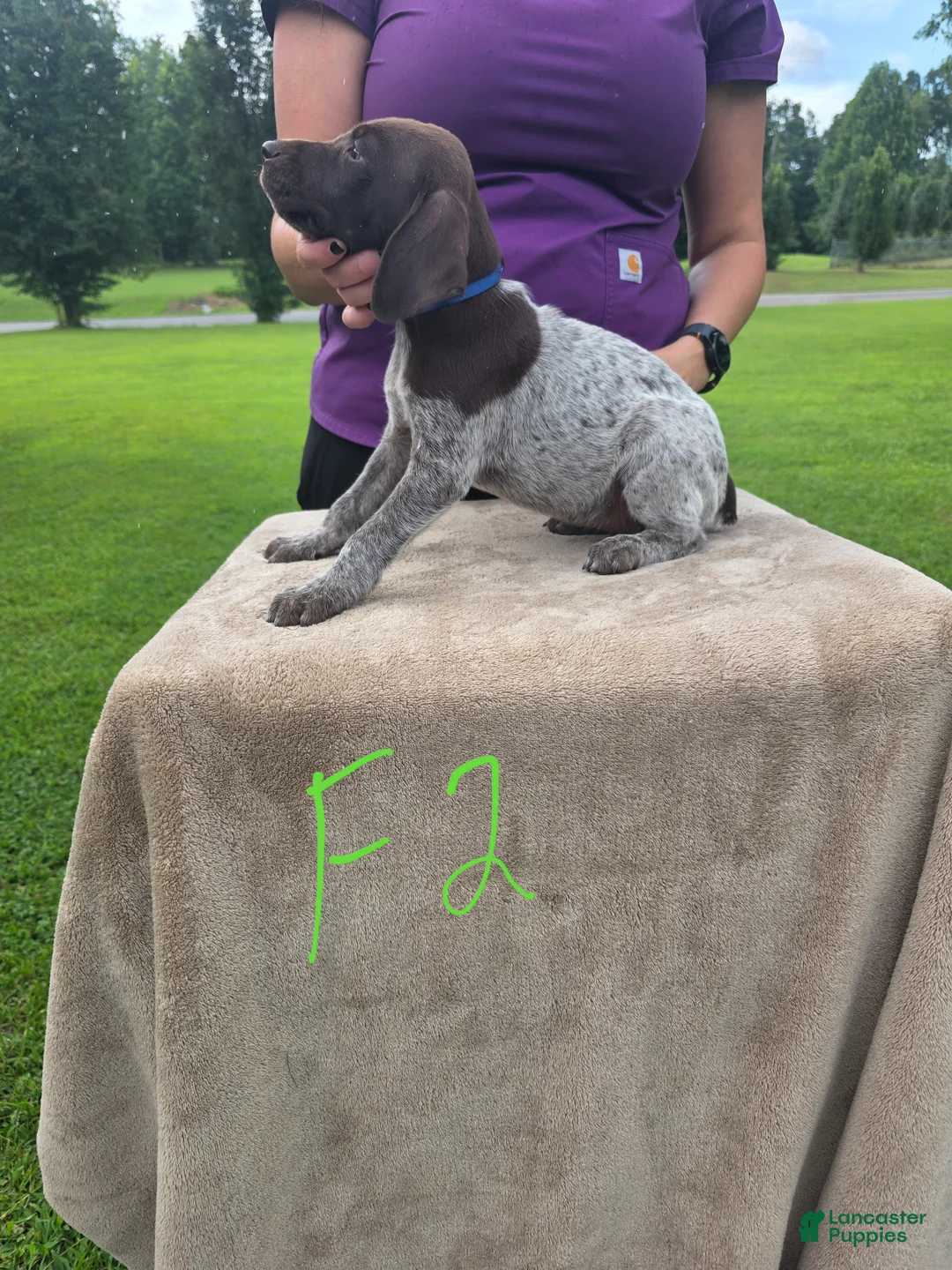 German Shorthaired Pointer dogs for sale: German Shorthaired Pointer 5 - Ad 2