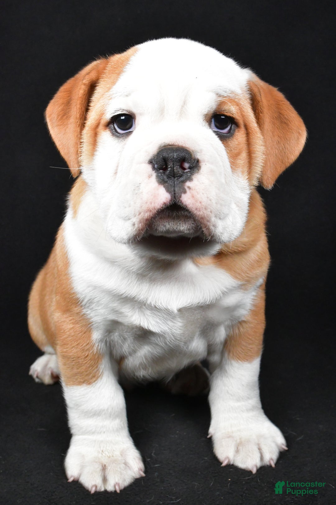 Mixed Breed dogs for sale: Cash - Ad 2