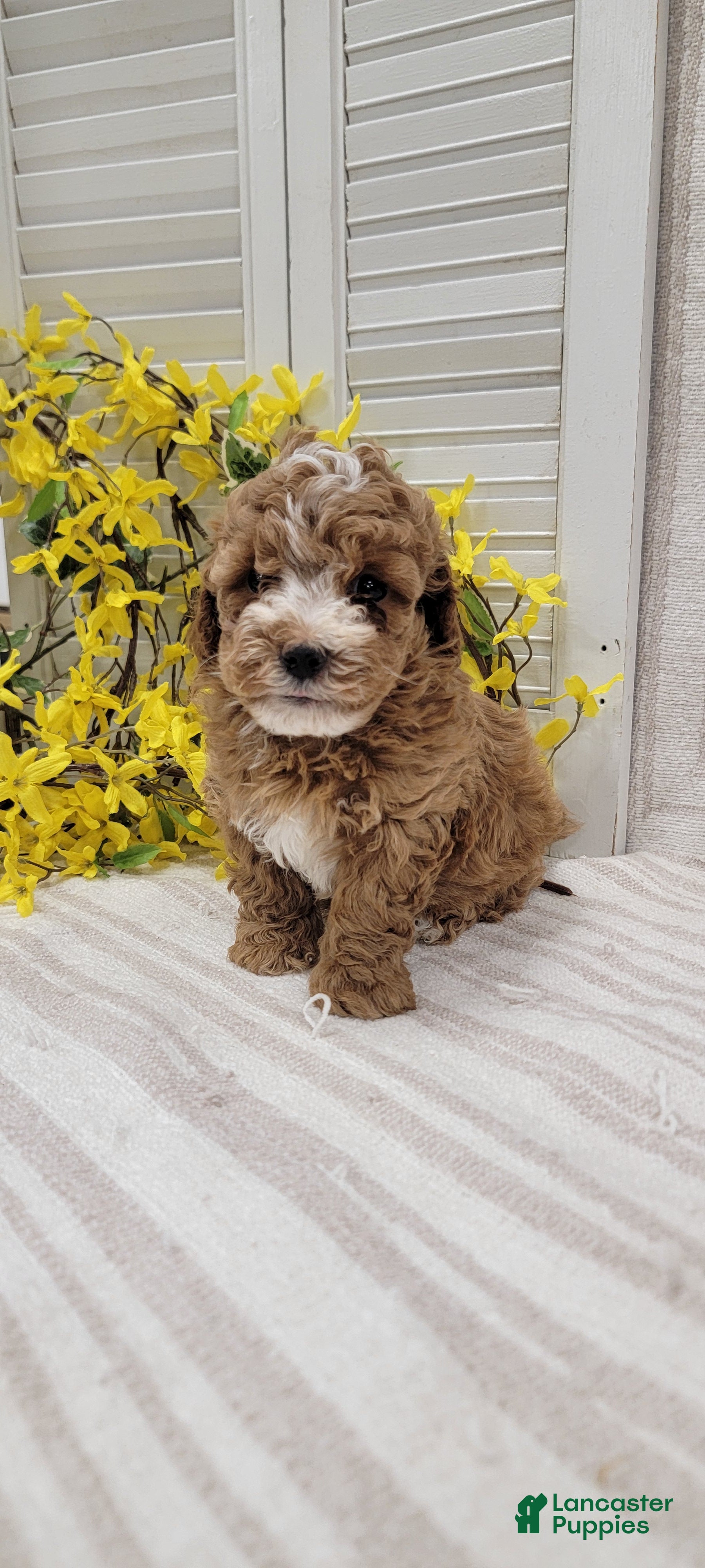 Toy Poodle dogs Sunshine  - Ad 1