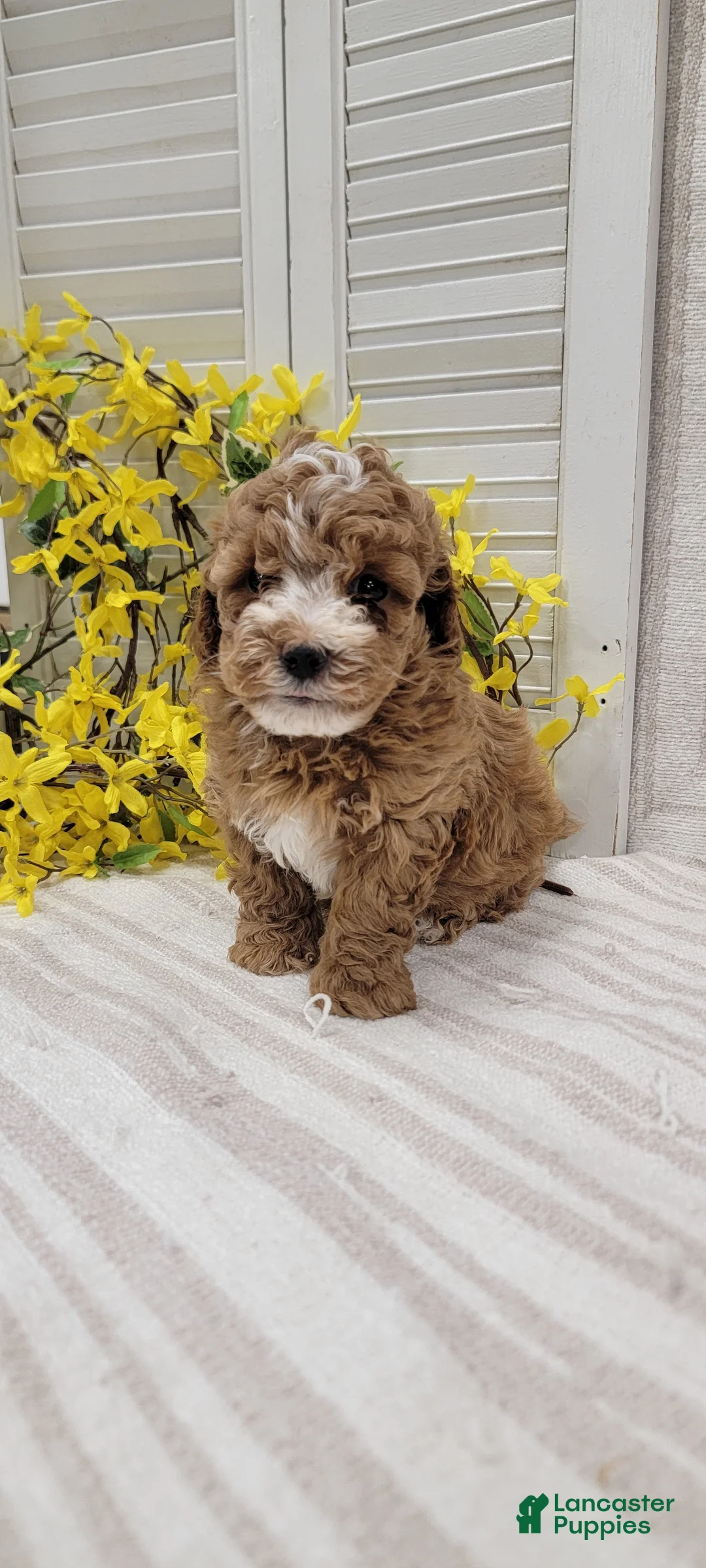 Toy Poodle dogs for sale: Sunshine  - Ad 1