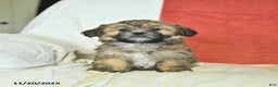 Shorkie dogs for sale: Maple   - Ad 1