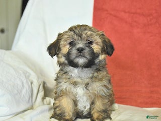 Shorkie dogs Maple - Ad 17