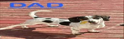 Miniature Dachshund dogs for sale: Coconut 🥥 - Ad 8