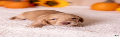 Chase