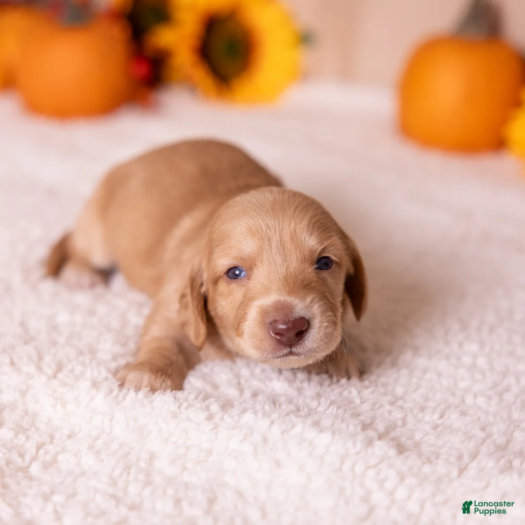 Miniature Dachshund dogs for sale: Chase - Ad 1